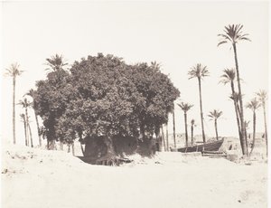 Esneh, Dattieri, Sicomoro e Caffè sul bordo del Nilo, 1851-52, stampato 1853-54 da Félix Teynard