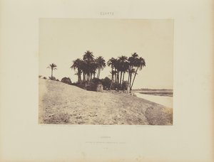Luxor. Palme da dattero e giardino della spedizione di Luxor
