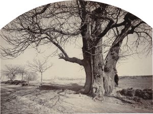 Grande castagno al bordo di una strada, c.1875-1880 da Félix Thiollier