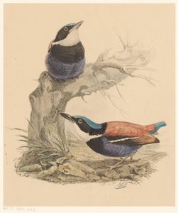 Due uccelli da Florentius Abraham Verster van Wulverhorst