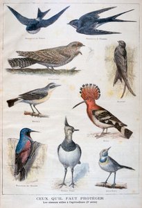 Uccelli protetti e utili in agricoltura, 1897