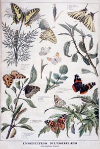Insetti nocivi: farfalle diurne