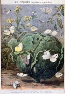 Farfalle Pieridi, 1897