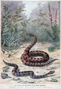 Serpenti e piante velenose