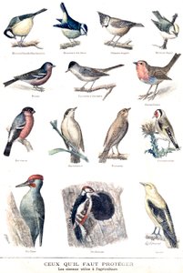 Gli uccelli utili in agricoltura
