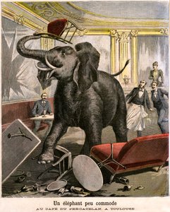Un elefante scomodo: il pachiderma scappa da una menagerie del circo e rompe tutto nel caffè di Pre-Catelan a Tolosa. Incisione di Meaulle e Meyer nell
