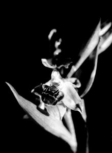 Orchidea selvatica (foto b/n)