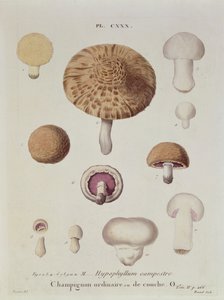 Hypophyllum campestre o il fungo di campo, tavola 130 da 