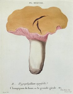 Hyprophyllum aquifolii, tavola 38 da 