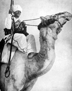 Guerriero del deserto d