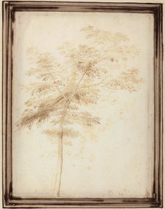 Studio di un albero da Fra Bartolomeo