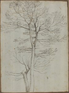 Albero spoglio [verso]