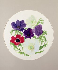 Anemoni
