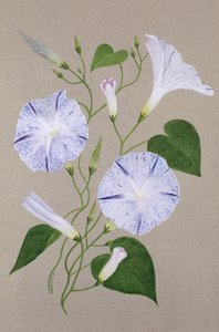 Convolvolo cneorum