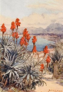 Le aloe rosse