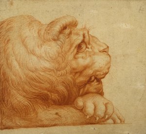 Testa di un leone di profilo da Francesco de Rossi Salviati Cecchino