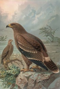 Incisione - Aquila del Nepal - Femmina - Aquila nipalensis da Francia