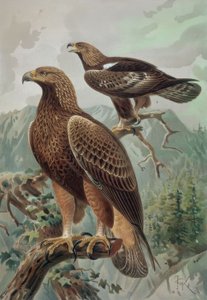 Incisione - Aquila dorata - Maschio adulto (1) e femmina (2) Aquila chrysaetos da Francia