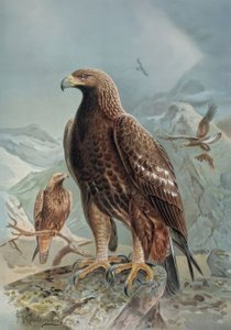 Aquila selvaggia o leonata, femmina adulta e giovane da Francia