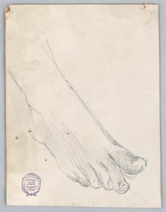 Studio del piede destro