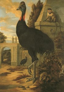 Un casuario
