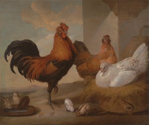 Gallo domestico, galline e pulcini da Francis Barlow
