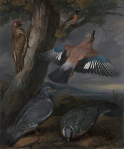 Ghiandaia, picchio verde, piccioni e codirosso da Francis Barlow
