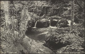 Glen Lyn, ruscello e fogliame da Francis Bedford