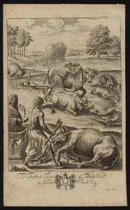 Peste bovina