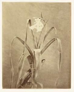 [Fiori] da Francis Edmond Currey