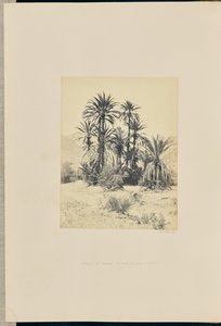 Gruppo di palme nel Wadee Feyran da Francis Frith