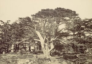 Il Più Grande dei Cedri, Monte Libano, 1857 da Francis Frith