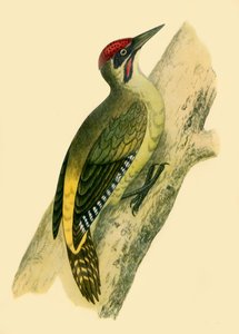 Picchio Verde da Francis Orpen Morris