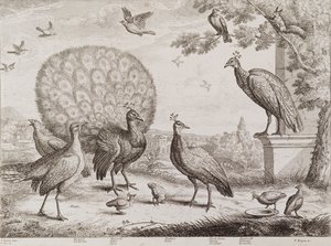 Gruppo di Uccelli con Pavone da Francis Place