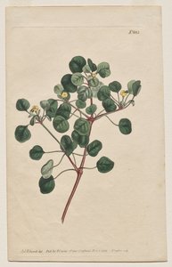 The Botanical Magazine or Flower Garden Displayed: Tavola 883, Euphorbia Petiolaris. Long -Stalked Spurge da Francis Sansom
