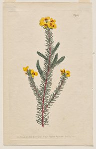 The Botanical Magazine or Flower Garden Displayed: Tavola 944, Dillwynia Glaberrima. Smooth-Leaved Dillwynnia. [Dillwynia ericifolia gaberrima] da Francis Sansom