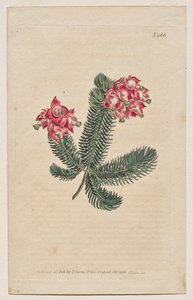 The Botanical Magazine or Flower Garden Displayed: Tavola 966, Erica Elegans. Elegant Heath [Erica glauca]