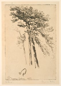 Pini scozzesi da Francis Seymour Haden