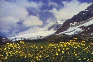 Trollius sul Passo del Sempione da Francis Sydney Smythe