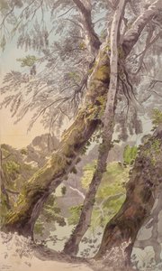 Alberi che Sovrastano l