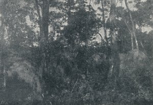 Capanne di indios, 1895 da Francisco Henszler