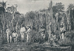 Campos, 1895 da Francisco Henszler