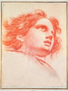 Testa d