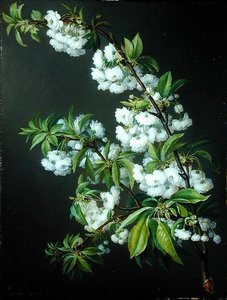 Un ramoscello di fiori bianchi da Francisco Lacoma