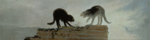 Gatti che litigano
