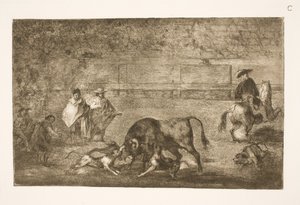 Cani lanciati contro il toro da Francisco de Goya