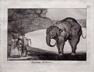 Follia animale