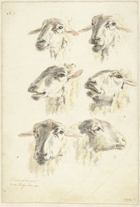 Foglio di studio con sei teste di pecora da Franciscus Andreas Milatz (attributed to)