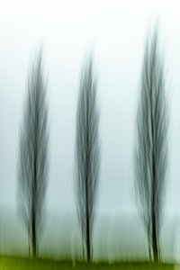 Tre alberi sereni da Franco Tessarolo