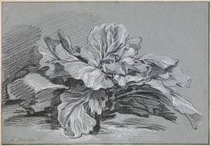 Studio su un cavolo da François Boucher